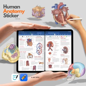 May include: A digital human anatomy sticker set displayed on a tablet screen, featuring detailed medical illustrations of the heart, kidneys, skin layers, and cells, accompanied by educational text labels and anatomical diagrams for study purposes.