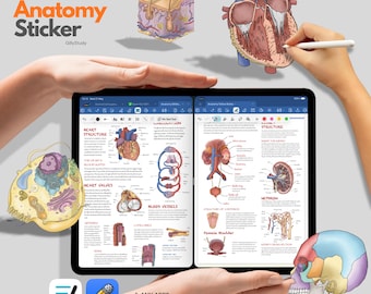 Human Anatomy Digital Stickers for Note-Taking Apps (GoodNotes, Notability)