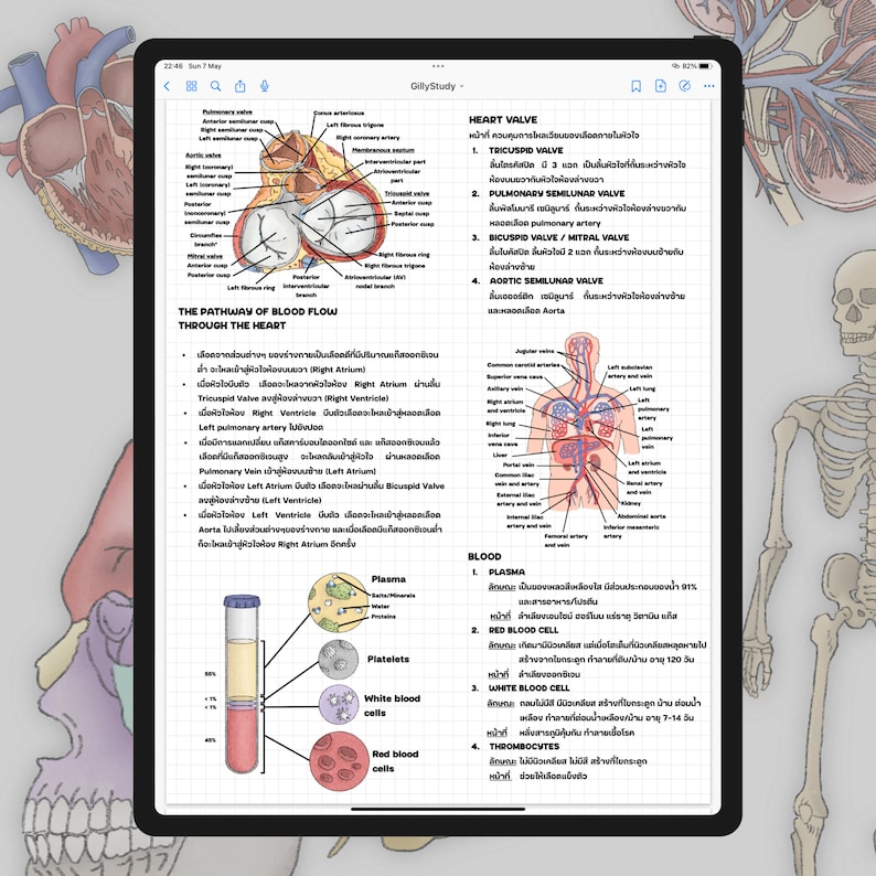 Human Anatomy Digital Sticker by gillystudy image 4