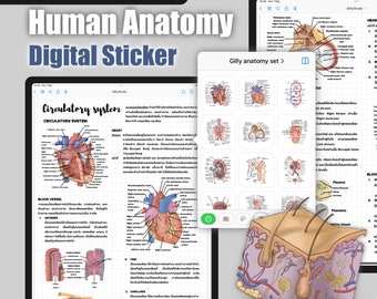 Adesivo digitale di anatomia umana di gillystudy