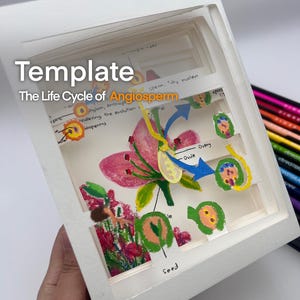 gillystudyによる被子植物のライフサイクルに関する3Dレイヤーブックテンプレート
