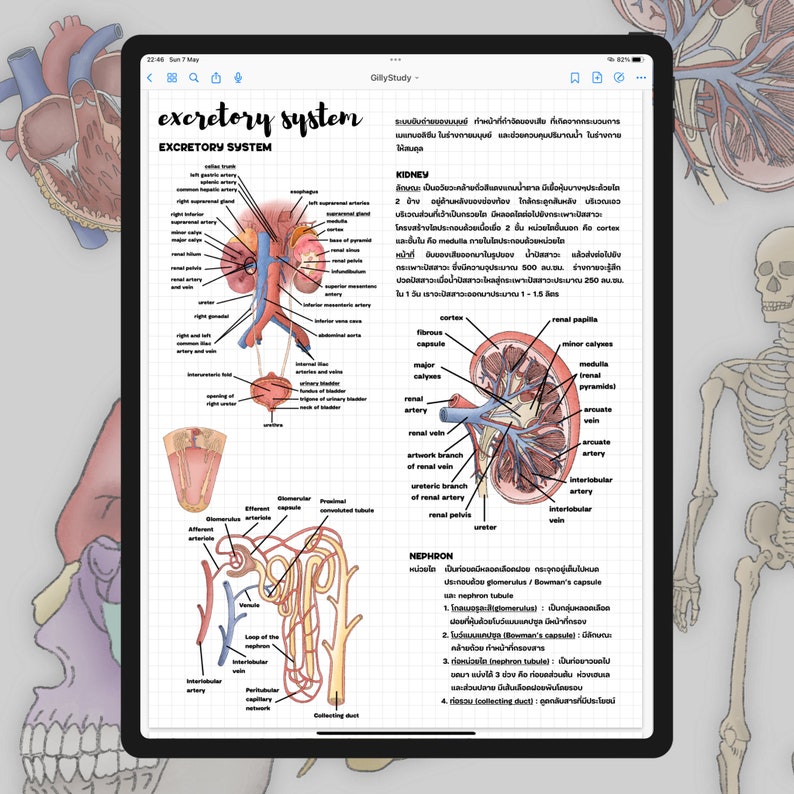 Human Anatomy Digital Sticker by gillystudy image 5