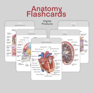 Human Anatomy Digital Flashcards and Labeling Practice Worksheets, Printable Pre-Med PDF