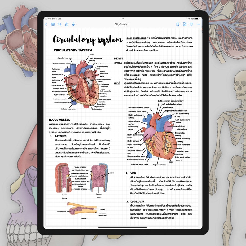 Human Anatomy Digital Sticker by gillystudy image 3