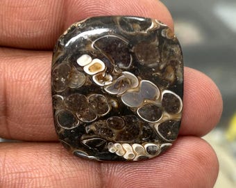 Turritella Agate Cabochon: Loose Gemstone Lot