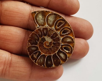 Natürliches Ammonit Fossil Cabochon: Edelstein Mix Lot
