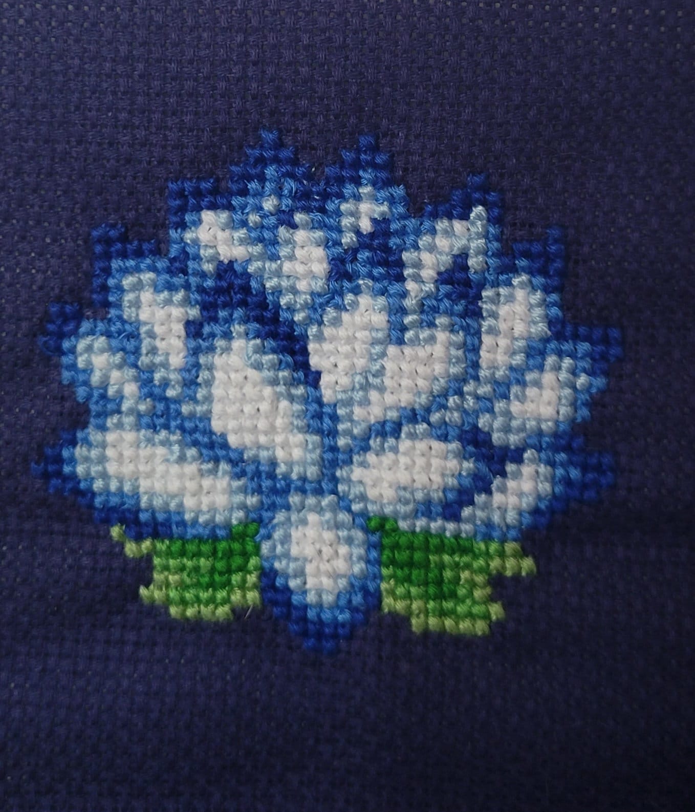 Blue Lotus Flower