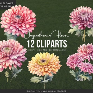 Chrysanthemum Flowers PNG Clipart Bundle: November Birth Flower