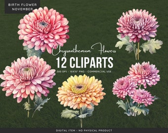 Fleurs de chrysanthème PNG Clipart Bundle : Fleur de naissance de novembre