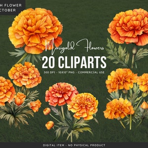 Marigold Flowers PNG Clipart Bundle: October Birth Flower