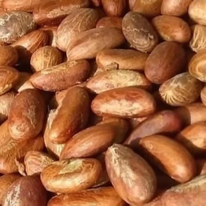 Bitter Kola, Orogbo, Akilu, Mijigworo (50 Seeds)