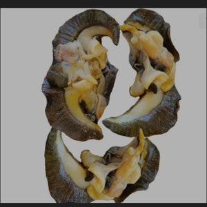 Snail (Oven Dried or Fresh) of 15 pieces, African Nigerian Food