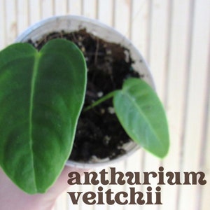 Anthurium veitchii - King Anthurium