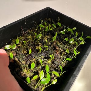 amerikanischer amberbaum bonsai Amerikanischer Amberbaum Samen