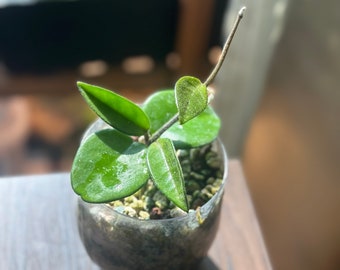 Hoya carnosa