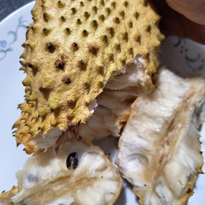 Very Rare Golden Yellow Soursop (Annona muricata) Guanabana Tree Seedlings 8&quot;- 10&quot;+ tall, ships from California, No ship to PR