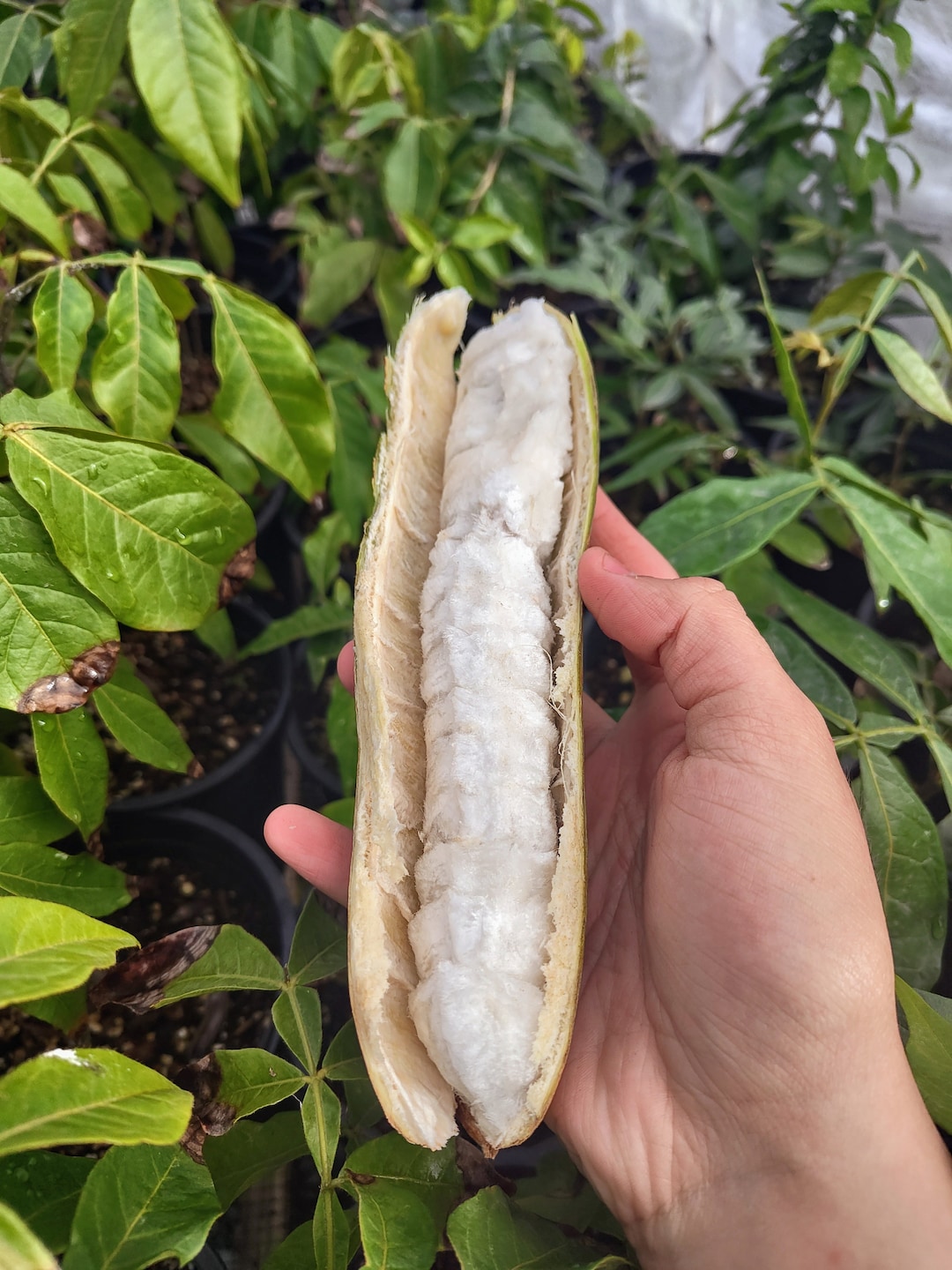 1, 2, or 4 Rare Ice Cream Bean inga Feuillei Tree Seedlings, Pacay