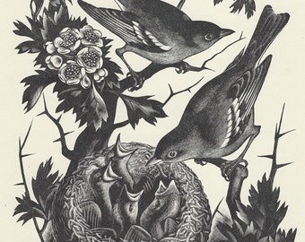 Agnes Miller Parker (British 1895-1980) Wood engraved illustration from Through the Woods published 1936 - Nesting Birds
