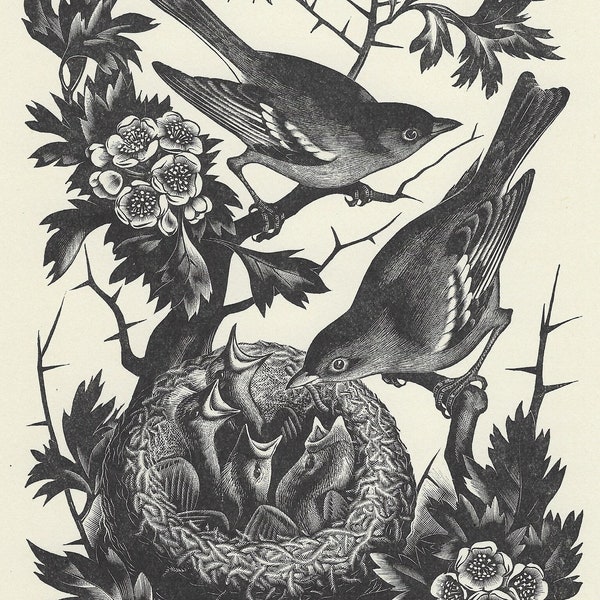 Agnes Miller Parker (British 1895-1980) Wood engraved illustration from Through the Woods published 1936 - Nesting Birds