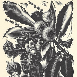 Agnes Miller Parker (britisch 1895-1980) Holzgravierte Illustration aus Durch den Wald veröffentlicht 1936 - Eiche