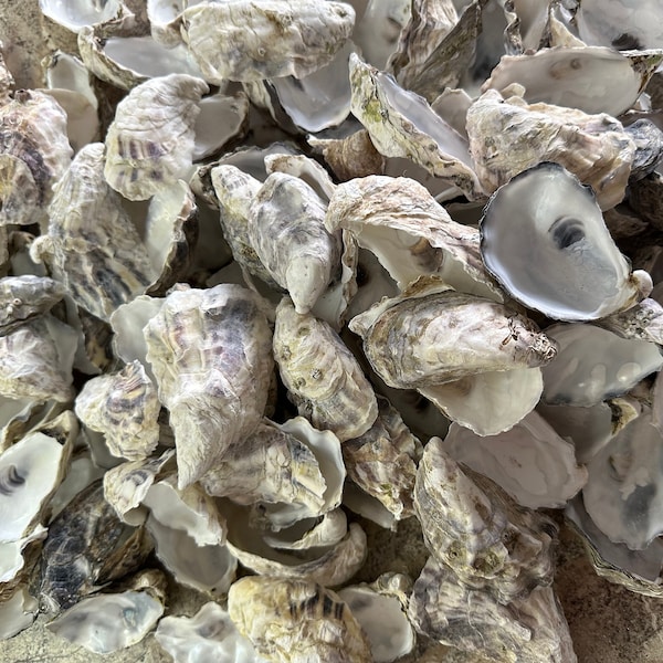 Cleaned oyster shells