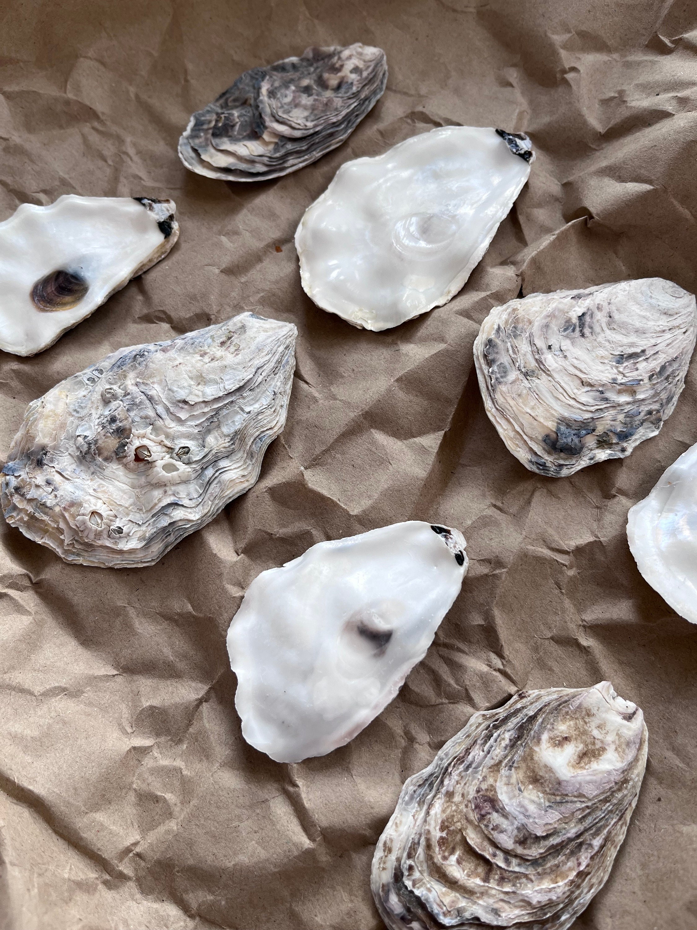 Shell Lids Cleaned Oyster Shells Lids - Etsy