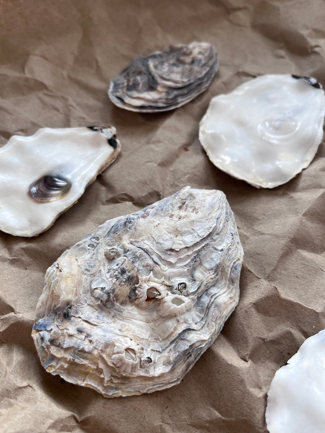 Cleaned Oyster Shells Lids - Etsy