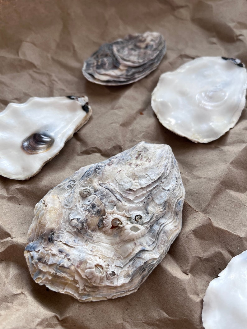 Cleaned Oyster Shells Lids - Etsy