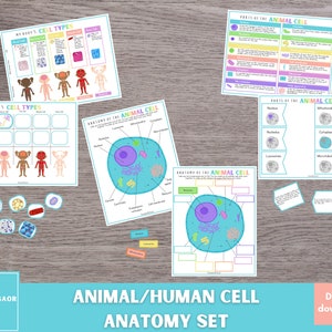 May include: A printable set of educational worksheets for learning about animal and human cells. The worksheets feature colourful illustrations of cells and their parts, along with labels and descriptions. The set includes a title page with the text "Animal/Human Cell Anatomy Set" and "Digital Download".