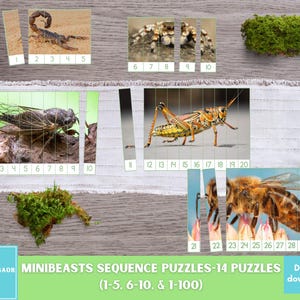 May include: A set of 14 printable mini-beast sequence puzzles for children. The puzzles feature a cicada, grasshopper, scorpion, spider, and bee. The puzzles are numbered 1-30 and are designed to help children learn sequencing skills. The text on the image reads "Mini-beasts Sequence Puzzles - 14 Puzzles (1-5, 6-10, & 1-100) Digital Download."