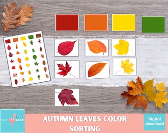 May include: A printable autumn leaves colour sorting activity for kids. The printable includes a colour chart with red, orange, yellow, and green leaves. There are also individual leaves to sort by colour.