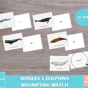 Walvis- en dolfijnvergrotende wedstrijdactiviteit, vergrootglasspel, montessorimateriaal, oceaanactiviteit voor kleuters en kleuters