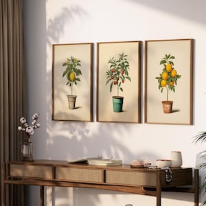 Op de afbeelding: Drie ingelijste botanische prenten met illustraties van fruitbomen in pot: een citroenboom, een boom met rode vruchten en een citroenboom. De prenten hebben een vintage esthetiek met bruine lijsten en neutrale achtergronden. De prenten worden boven een houten console getoond.