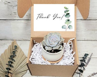 Thank You Gift- Succulent Gift- Wedding Gift- Teacher Appreciation- Employee Appreciation