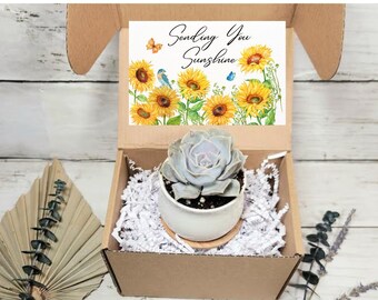 Sending You Sunshine Gift- Care Package- Succulent Gift- Cute Gift- Thinking of You Gift