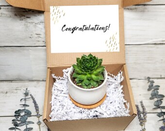Congratulations Gift- New Job gift - Achievement Gift - Care package - Congrats On Your Success
