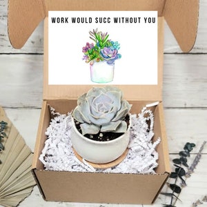 May include: A succulent plant in a white pot, presented in a cardboard box with shredded paper. A card with the text "WORK WOULD SUCC WITHOUT YOU" and a watercolor illustration of succulents is visible. The box is on a white wooden surface.