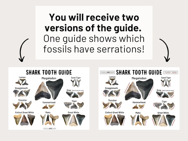 Shark Tooth Identification Guide, Instant Download, Fossil ID Card ...
