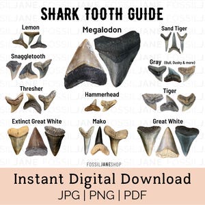 Guide d'identification des dents de requin, téléchargement immédiat, carte d'identité fossile, téléchargement numérique