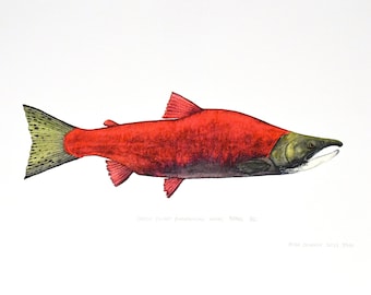 Sockeye Salmon Open Edition Print by Flick Ford, Western Native Salmon ...