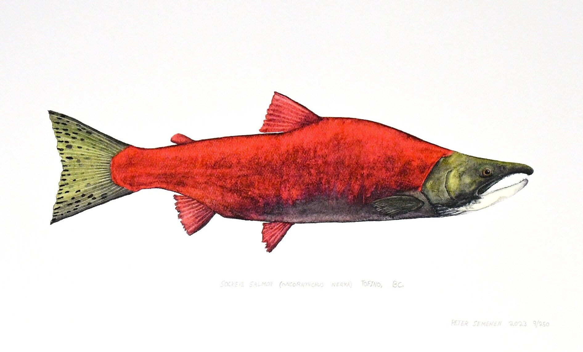Sockeye Salmon Limited Edition Print - Etsy