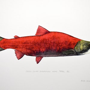 Sockeye Salmon Limited Edition Print - Etsy