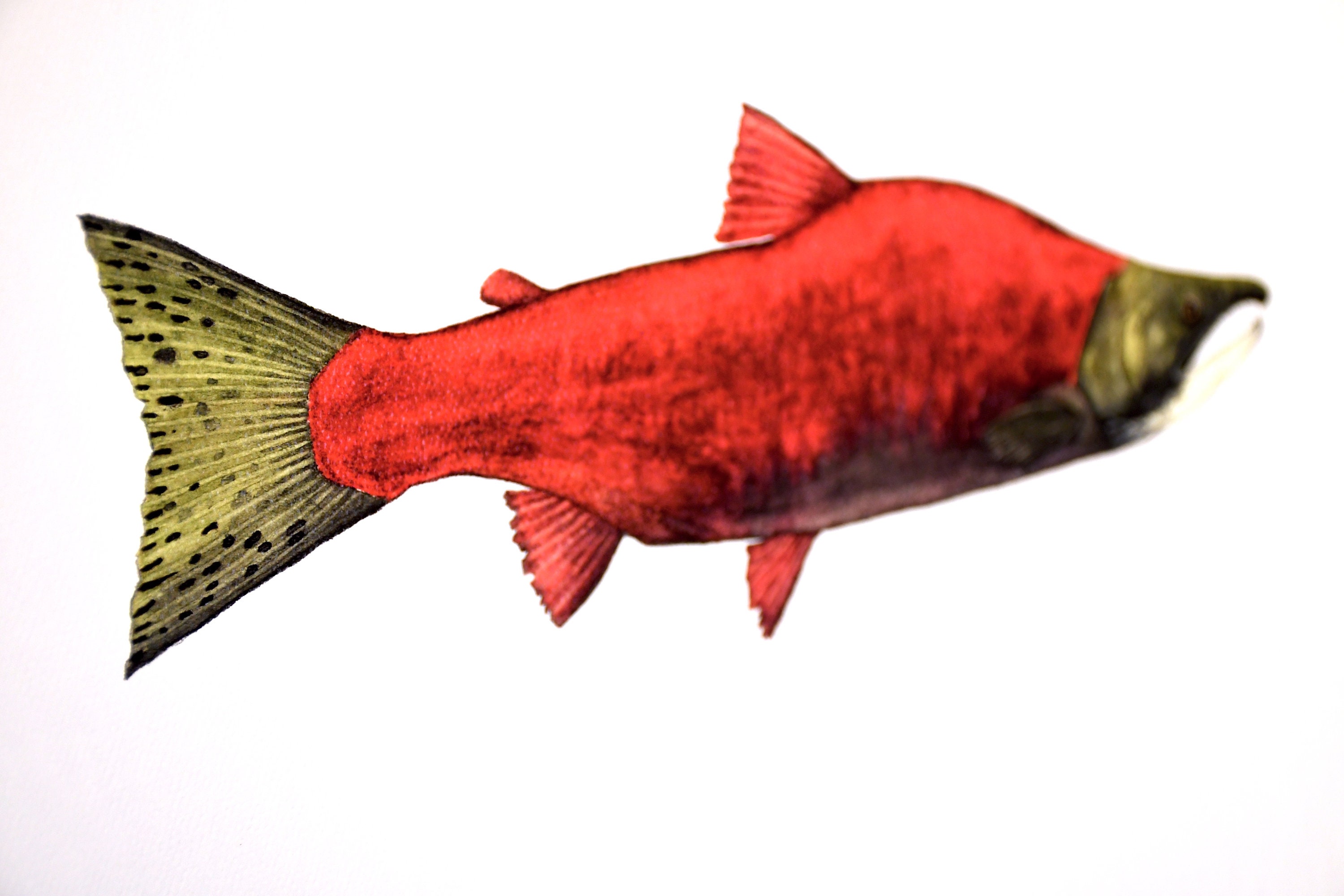 Sockeye Salmon Limited Edition Print - Etsy