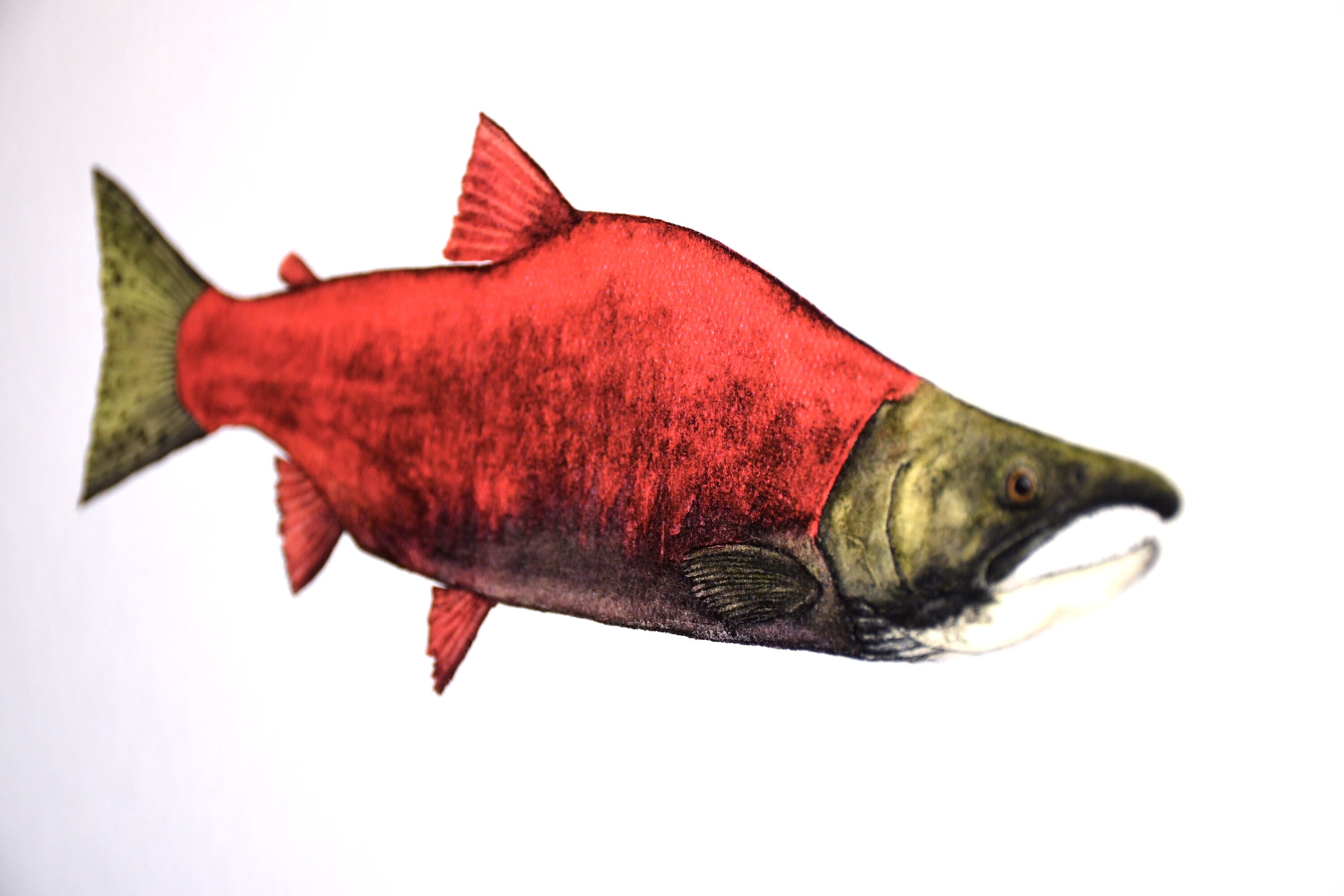 Sockeye Salmon Limited Edition Print - Etsy