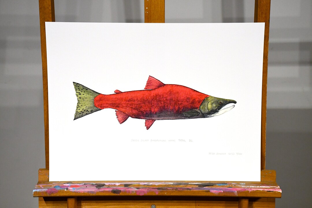 Sockeye Salmon Limited Edition Print - Etsy