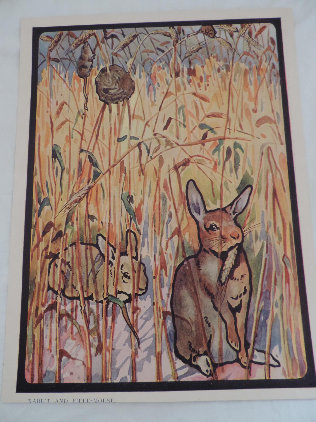 Book Print of Rabbits by Artist Edwin Noble From 1910 Book 