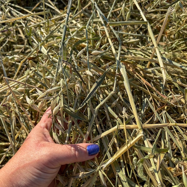 Soft Oat Hay 5lbs