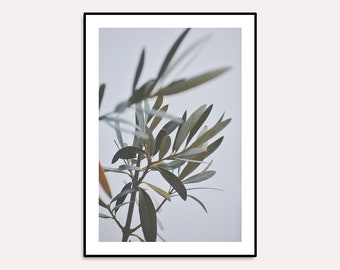 Olive tree photography, instant download, green nature, olive leaves, five size print, wall decor