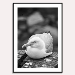 Digitale Fotografie, Kunststück, Vogelfotografie, Nahaufnahme, Graustufenfotografie, eine Dateigröße, sofortiger Download