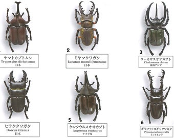 Beetle collection specimen All 12 Types Capsule Toy Gacha Gashapon Japan GachaReward